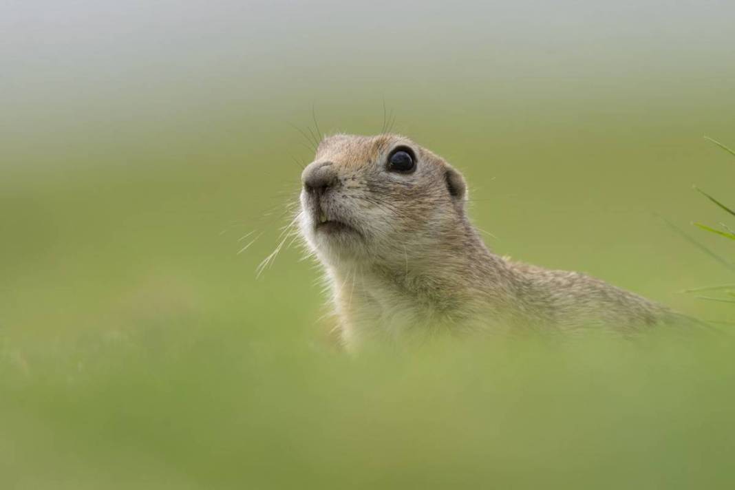 Doğanın sempatik kemirgeni 'gelengi', kameralara yakalandı! Sadece Anadolu topraklarında yaşıyorlar 2